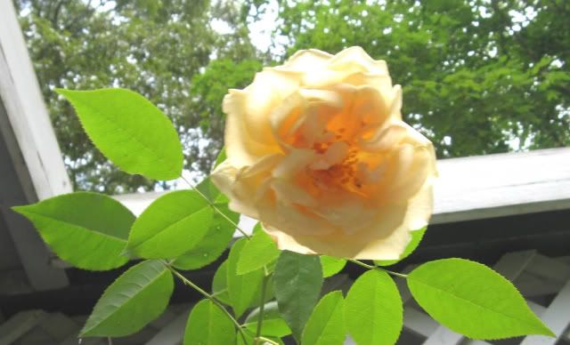 Old Garden Rose